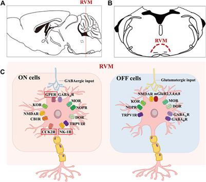 Bulbospinal nociceptive ON and OFF cells related neural circuits and transmitters